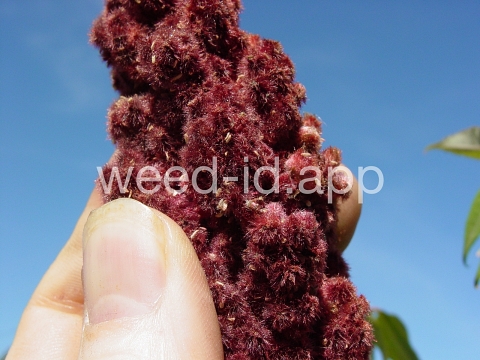sumac, staghorn